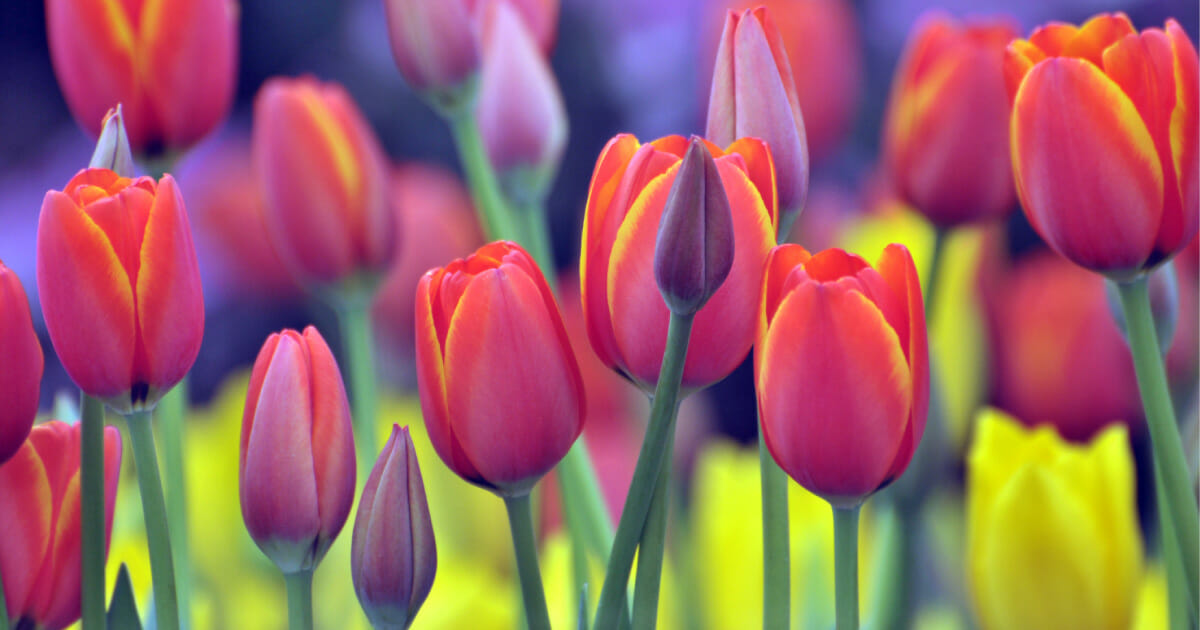 Field of Tulips