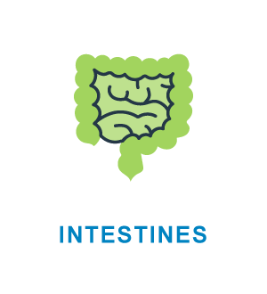 Intestines