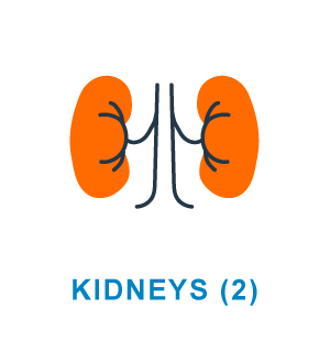 Kidney Icon