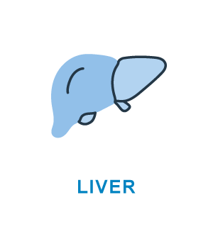 Liver