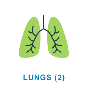 Pulmones