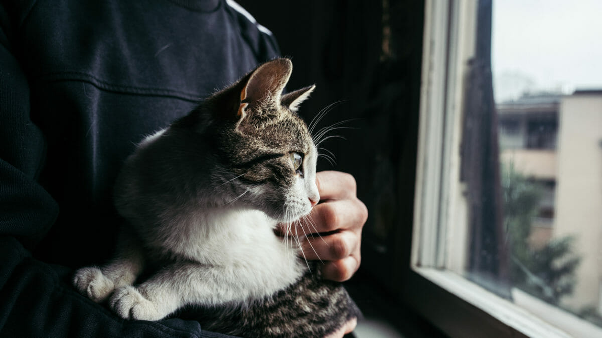 A person holding a brown and white cat. The cat is looking out of a window