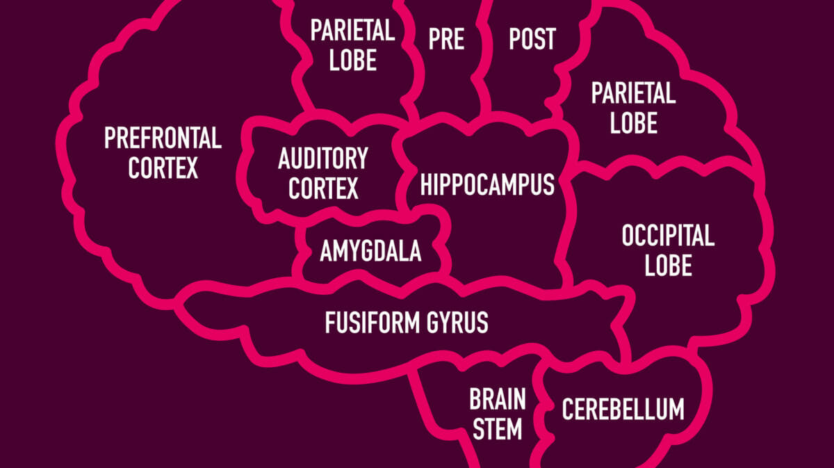 A labeled image of the brain identifying the parts of the brain