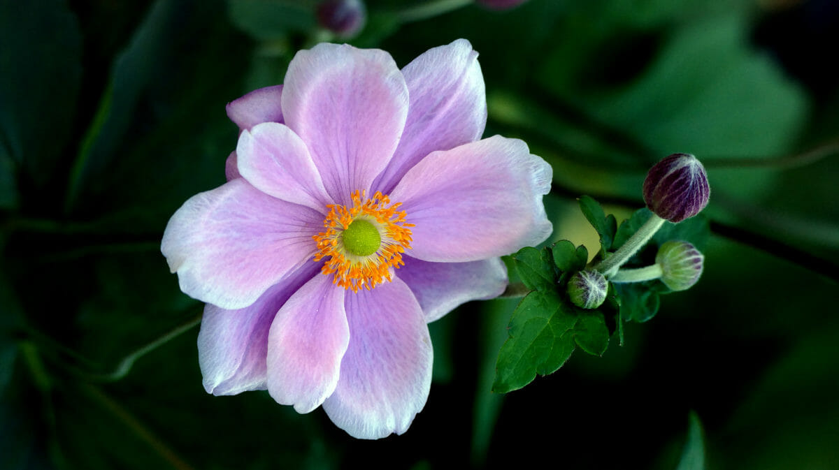 Flor rosa y capullos