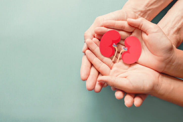 pair of hands holding paper kidney's