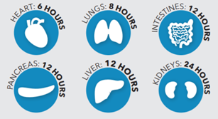 images of organs and the amount of time you have to transplant them